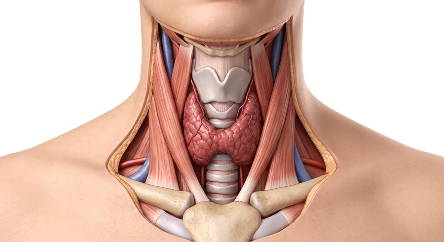 Diagrama de la glándula tiroides en forma de mariposa, ubicada en la parte frontal del cuello debajo de la laringe